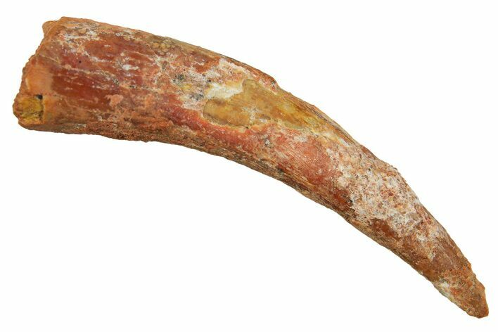 Fossil Pterosaur (Siroccopteryx) Tooth - Morocco #297957